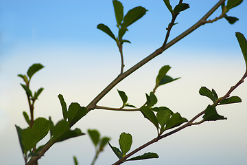 Image showing alder tree blossoming out in the spring