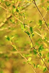 Image showing alder tree blossoming out in the spring