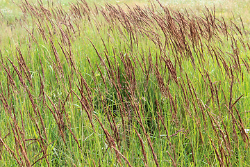 Image showing green grass in the field