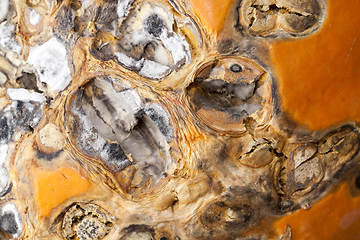 Image showing Rotting pumpkin, close-up