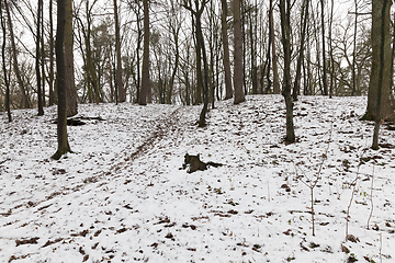 Image showing Snow drifts in winter