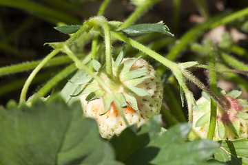 Image showing Unripe strawberry