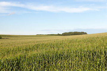 Image showing cornfield, summer