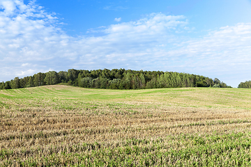 Image showing Field of the harvest