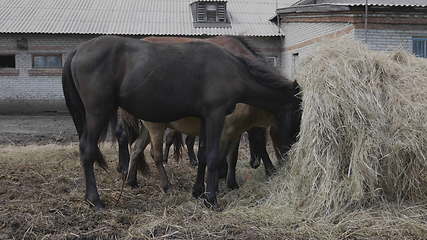 Image showing Herd of horses on a farm near a haystack
