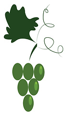 Image showing A bunch of green grapes vector or color illustration
