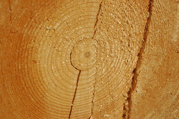 Image showing Close-up tree