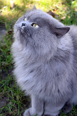 Image showing Persian cat