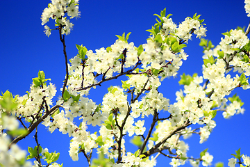 Image showing Blossoming tree of plum and blue sky