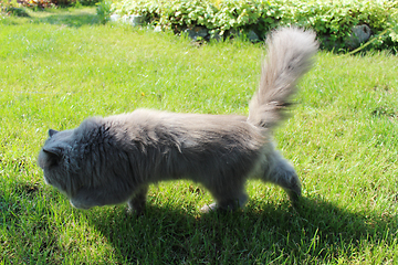 Image showing Persian cat going for a walk on the green grass