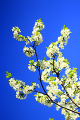 Image showing spring blossoming of tree of plum and blue sky