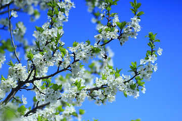 Image showing Blossoming tree of plum and blue sky