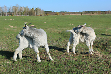 Image showing goats scratching themself simultaneously on the pasture