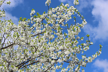 Image showing Blossoming tree of plum and blue sky