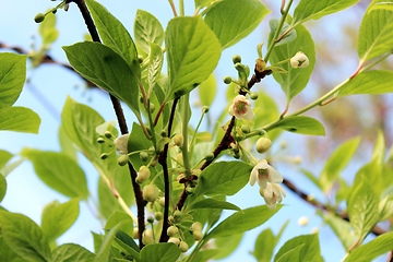 Image showing flowers of schisandra 