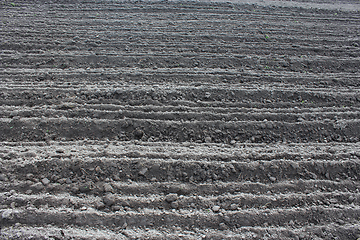 Image showing plowed land ready for planting potato in the village