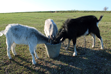 Image showing three goats drinking water from thr bucket