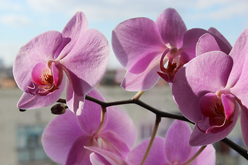 Image showing pink orchid