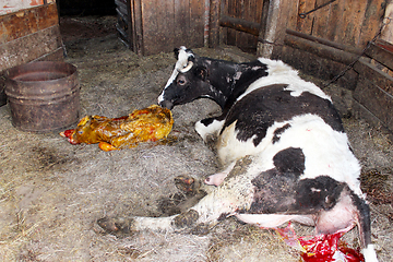 Image showing cow licking clean its just newborn calf