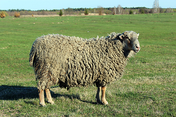 Image showing sheep on the pasture