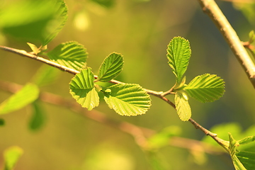 Image showing leaves of alder in the spring