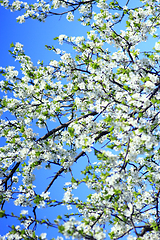 Image showing Blooming of tree and blue sky in the spring