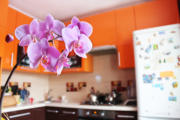 Image showing pink orchids in luxurious kitchen