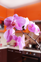 Image showing pink orchids in luxurious kitchen