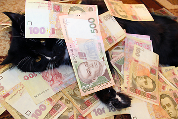 Image showing black cat lying and covered with Ukrainian money