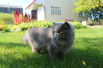 Image showing Persian cat going for a walk on the green grass