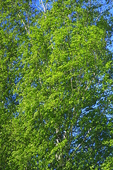 Image showing young branch of birches in the spring