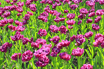 Image showing lilac tulips on the flower-bed