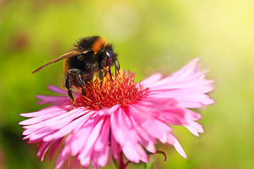 Image showing bumblebee sits on the aster