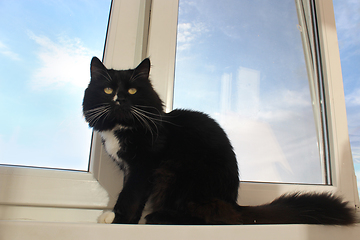 Image showing black cat sits on the window-sill