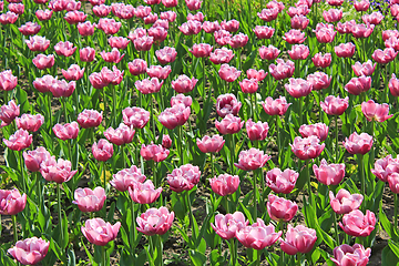 Image showing lilac tulips on the flower-bed