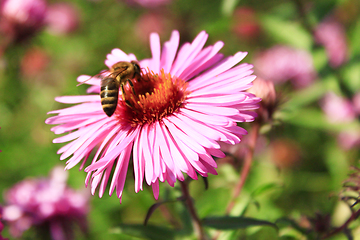 Image showing bee on the aster