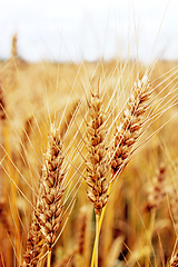 Image showing spikelets of the wheat