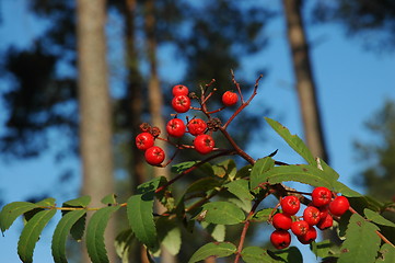 Image showing Rowanberries