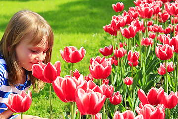 Image showing little girl smells tulips on the flower-bed