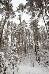 Image showing Snow drifts in winter