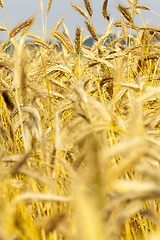 Image showing Fields of wheat