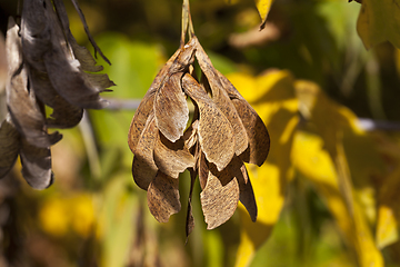 Image showing Yellow maple foliage