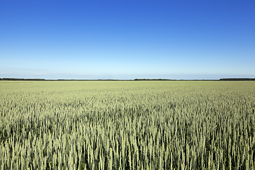 Image showing immature green grass