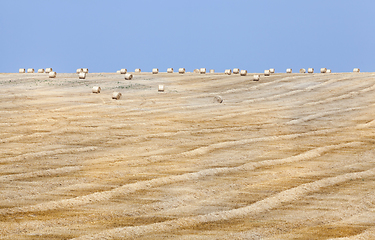 Image showing cereals and blue sky