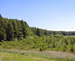 Image showing small pine