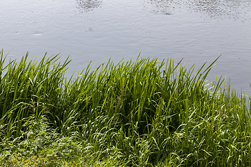 Image showing beautiful green grass