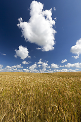 Image showing Golden ripe field