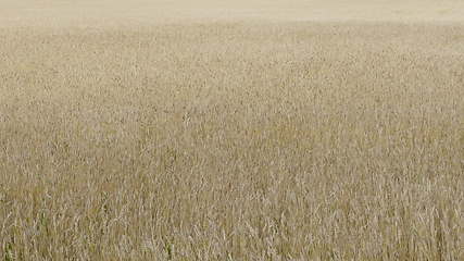 Image showing Fields of wheat at the end of summer fully ripe