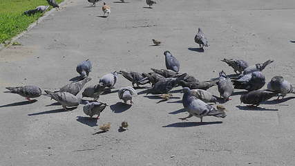 Image showing Flock of pigeons feeding on the town square