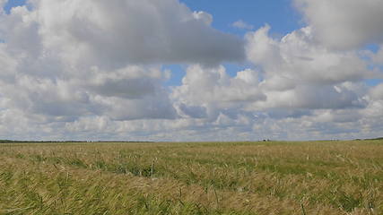 Image showing Fields of wheat at the end of summer fully ripe